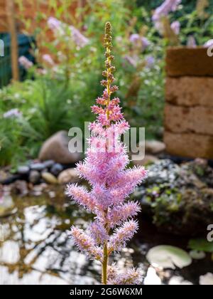 Barba di falsa capra o astilbe cinese, Astilbe chinensis 'pumila', fiorente in giardino, Paesi Bassi Foto Stock