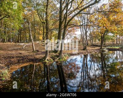 Piscina circondata da alberi in brughiera della riserva naturale Takkenhoogte, Reestdal, Drenthe, Paesi Bassi Foto Stock