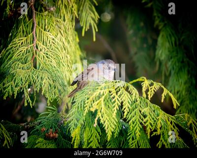 Dunnock, Prunella modularis, che perching sul ramo di pino in inverno, Paesi Bassi Foto Stock