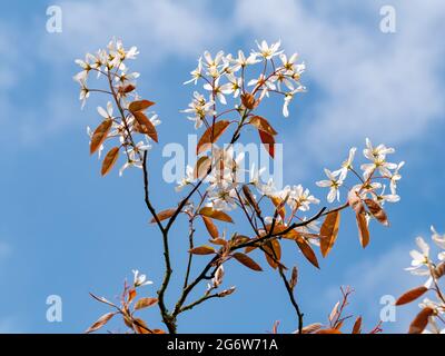 Juneberry o snowy mespilus, Amelanchier lamarkii, rami con foglie brune rossastre e fiori bianchi contro il cielo blu in primavera, Paesi Bassi Foto Stock