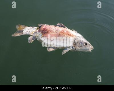 Carpa comune, Cyprinus carpio, pesci morti galleggianti in acqua, Haringvliet, Paesi Bassi Foto Stock