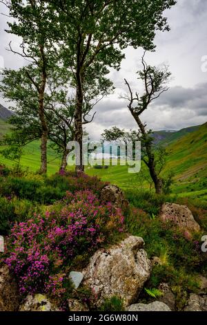 Heather sulla collina vicino a Warnscale Beck, guardando verso Buttermere nel distretto dei laghi inglesi Foto Stock