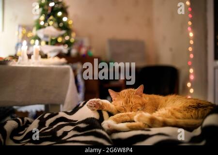 Il gatto di zenzero soffro dorme su un copriletto sullo sfondo di un albero di natale e di un tavolo festivo. Foto Stock
