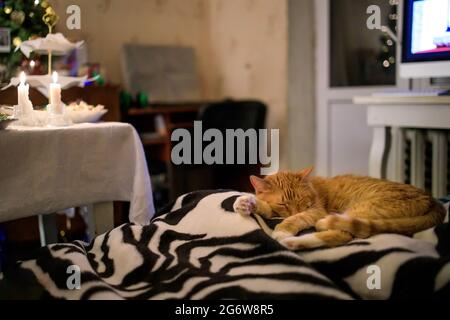 Il gatto di zenzero soffro dorme su un copriletto sullo sfondo di un albero di natale e di un tavolo festivo. Foto Stock