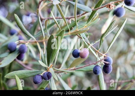 Frutta succosa matura di olive su un albero in un villaggio turco. Giardinaggio. Foto Stock