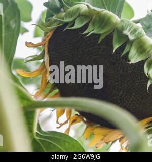 pianta di girasole matura, testa di fiore primo piano con semi Foto Stock