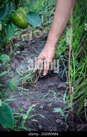 Le mani femminili estrano le erbacce dal giardino di terra. Erbacce. Lotta erbacce primo piano Foto Stock