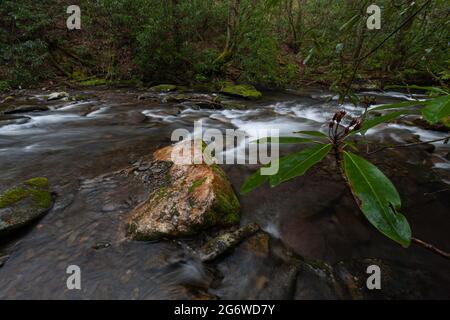 Area di Fires Creek nella foresta nazionale di Nantahala Foto Stock