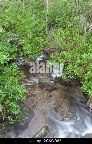 Area di Fires Creek nella foresta nazionale di Nantahala Foto Stock