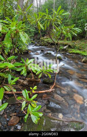 Area di Fires Creek nella foresta nazionale di Nantahala Foto Stock