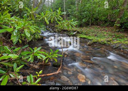 Area di Fires Creek nella foresta nazionale di Nantahala Foto Stock