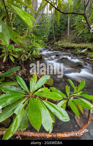 Area di Fires Creek nella foresta nazionale di Nantahala Foto Stock