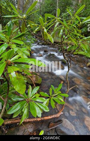 Area di Fires Creek nella foresta nazionale di Nantahala Foto Stock