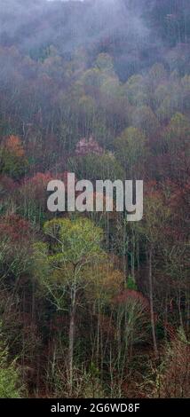 Area di Fires Creek nella foresta nazionale di Nantahala Foto Stock