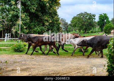 Un gruppo di mucche e tori marroni, bianchi e neri che camminano verso un Corral in un ranch con molti alberi sullo sfondo. Giorno di sole, nessuna gente. Foto Stock