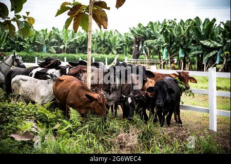 Un gruppo di mucche e tori marroni, bianchi e neri all'interno di un rale in un ranch con piantagioni di banane sullo sfondo. Giorno di sole, nessuna gente. Foto Stock