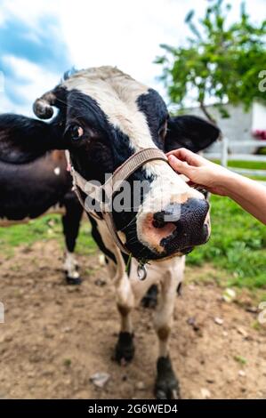 Primo piano di faccia di singola mucca bianca e nera che ci guarda. Mucca dietro recinzione in un ranch in una giornata di sole. Foto Stock