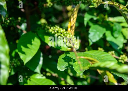 Primo piano di un fagiolo di caffè verde crudo ancora nel ramo dell'albero. Giornata di sole, verde foglie sullo sfondo. Foto Stock