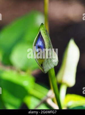 Macro, Blue Skyflower bud apertura, petali blu ancora strettamente avvolti e visti attraverso le bratte verdi esterne, sfondo verde e nero sfocato Foto Stock