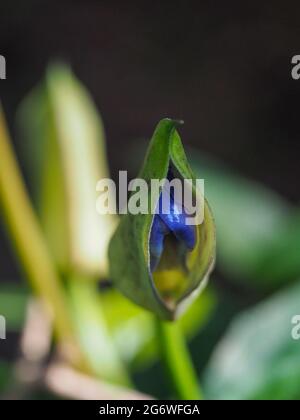 Macro, Blue Skyflower bud apertura, petali blu ancora strettamente avvolti e visti attraverso le bratte verdi esterne, sfondo verde e nero sfocato Foto Stock