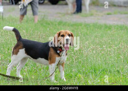 Bella femmina inglese Beagle cane si erge su erba verde. Animale domestico giovane a piedi con guinzaglio. Vista laterale. Giorno, estate. Foto Stock