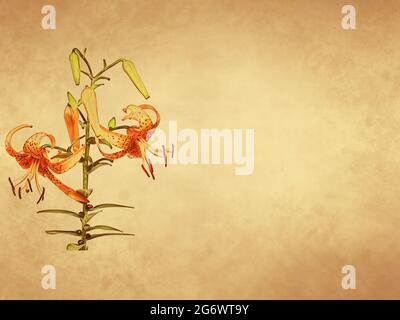 Giglio di tigre in fiore su sfondo di carta vecchio Foto Stock