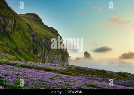 Strane formazioni rocciose sono enormi e alte tra i campi di lupino viola, le mattine nebbie, la campagna islandese, paesaggi incredibili e viste mozzafiato Foto Stock