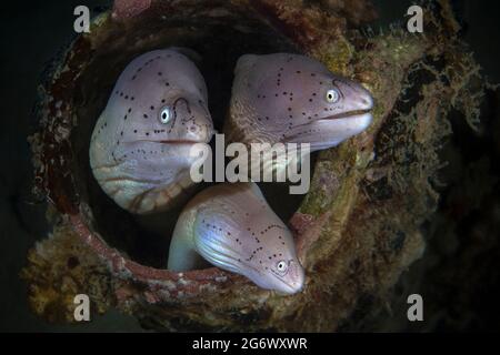 Tripla. Geometric Moray (Gymnothorax griseus). Mondo sottomarino della barriera corallina vicino Makadi Bay, Hurghada, Egitto Foto Stock