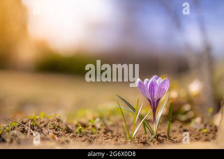 Fiori di croco viola in fiore in una focalizzazione morbida in una giornata di sole primavera. Splendido primo piano floreale, colori brillanti Foto Stock