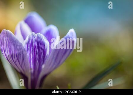 Fiori di croco viola in fiore in una focalizzazione morbida in una giornata di sole primavera. Splendido primo piano floreale, colori brillanti Foto Stock