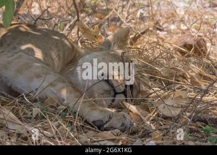 La leonessa spiana all'ombra nel Parco Nazionale di Chobe, Botswana Foto Stock