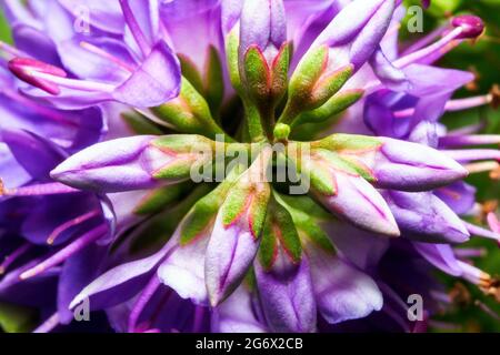 Orecchie di elefante (Bergenia Crassifolia) Foto Stock