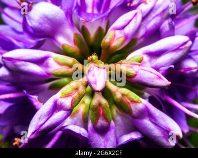 Orecchie di elefante (Bergenia Crassifolia) Foto Stock