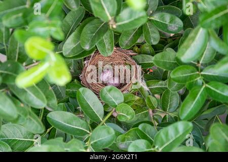 Due uova di uccelli Bulbul arati di Streak accoccolati nel cespuglio Foto Stock