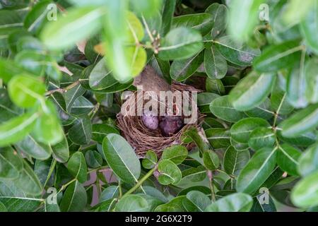 Bulbul dalle orecchie striate che alimenta il suo bambino Foto Stock