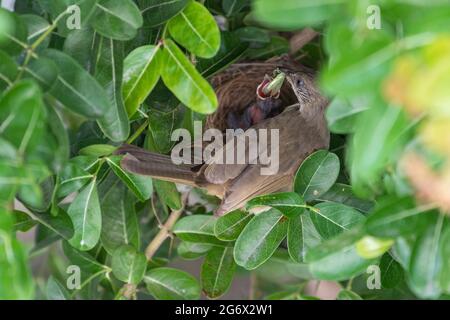 Bulbul dalle orecchie striate che alimenta il suo bambino Foto Stock