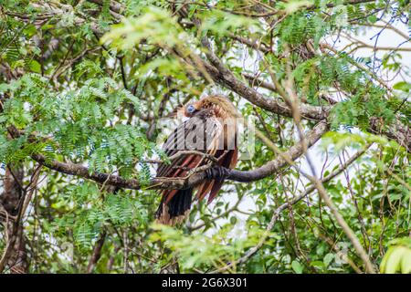 Hoatzin (Opisthocomus hoazin) uccello su un albero che fiancheggia il fiume Yacuma, Bolivia Foto Stock