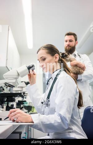 Veterinario medici analizzando i campioni di sangue del gatto in laboratorio sotto microscopio Foto Stock