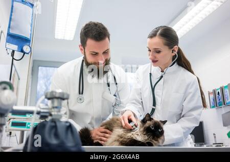 Due giovani medici veterinario esaminando un gatto diligentemente Foto Stock