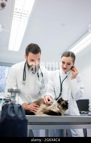 Due giovani medici veterinario esaminando un gatto diligentemente Foto Stock