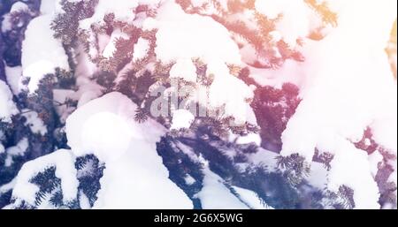 Immagine di paesaggio con paesaggi invernali e rami di abeti coperti di neve Foto Stock