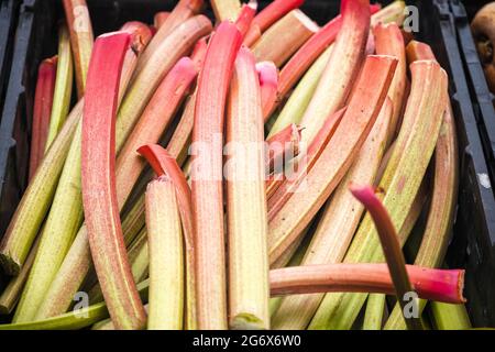 Rabarbaro fresco in mostra al Broadway Market, un mercato di strada a Hackney, Londra Est Foto Stock