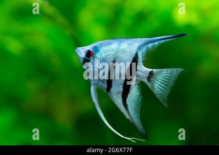 Pesce ornamentale Scalaria o angeli Pterophyllum scalare in primo piano Foto Stock