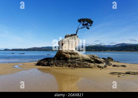 Un albero sta crescendo su una roccia di granito a Tinin Bay Foto Stock