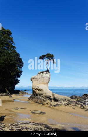 Un albero cresce tenacemente su un masso di granito sulla costa della pista costiera di Abel Tasman Foto Stock