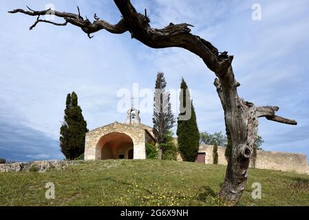 Cappella Saint-Sixte incorniciato da gnarled Old Dead Olivo Trunk Eygalières nelle Alpilles Provenza Francia Foto Stock