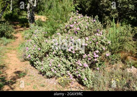 Arbusto di cistus di lievito grigio o Bush, Cistus albidus, che cresce in macchia di Maquis o Garrigue in Provenza Francia meridionale Foto Stock