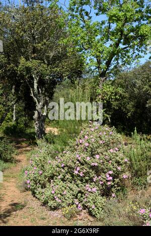 Arbusto di cistus di lievito grigio o Bush, Cistus albidus, che cresce in macchia di Maquis o Garrigue in Provenza Francia meridionale Foto Stock