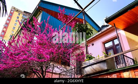 Scarlatto europeo, o Cercis europeo, o albero di Giuda Foto Stock