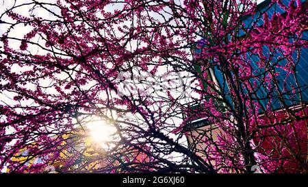 Scarlatto europeo, o Cercis europeo, o albero di Giuda Foto Stock